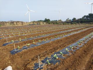 채정식님의 호박 · 영농일지 작성글 사진
