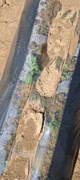 팜모닝 감자·자유게시판 게시글 이미지