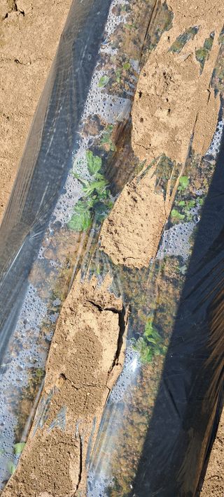 강춘원님의 감자 · 자유게시판 작성글 사진