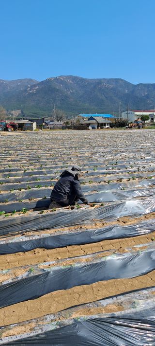 강춘원님의 감자 · 자유게시판 작성글 사진
