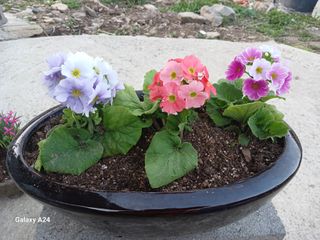 이상애초보농업님의 자유주제 · 자유게시판 작성글 사진