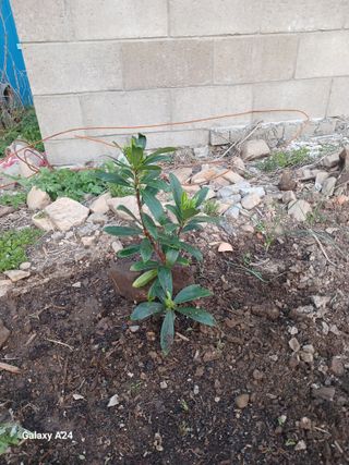 이상애초보농업님의 자유주제 · 자유게시판 작성글 사진