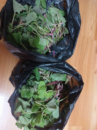 이상애초보농업님의 자유주제 · 자유게시판 작성글 사진