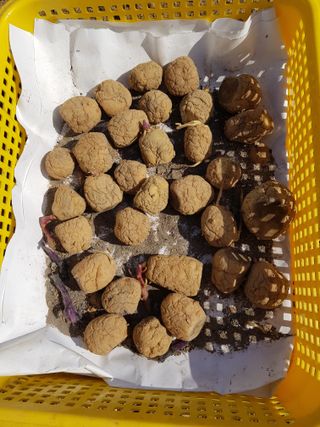 맨손농부님의 감자 · 영농일지 작성글 사진