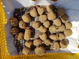 맨손농부님의 감자 · 영농일지 작성글 사진