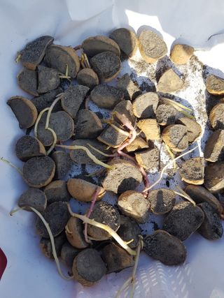 맨손농부님의 감자 · 영농일지 작성글 사진