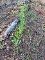 팜모닝 자유주제·자유게시판 게시글 이미지