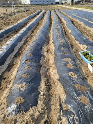 박순례님의 4월 농사계획 공유해요 · 참여글 작성글 사진