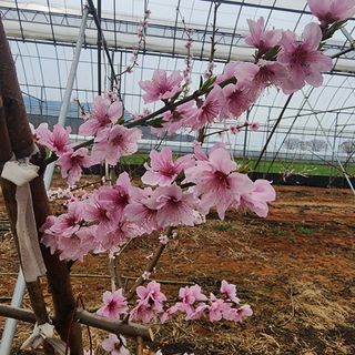 김영준님의 복숭아 · 자유게시판 작성글 사진