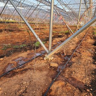 김영준님의 복숭아 · 자유게시판 작성글 사진