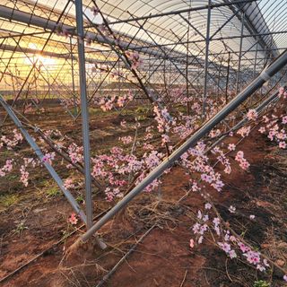 김영준님의 복숭아 · 자유게시판 작성글 사진