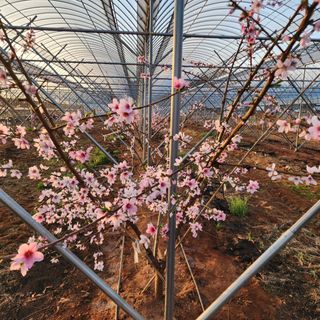 김영준님의 복숭아 · 자유게시판 작성글 사진