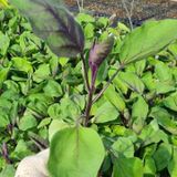 팜모닝 자유주제·자유게시판 게시글 이미지