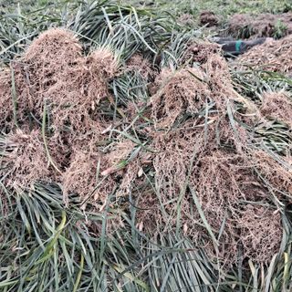 이은화님의 기타작물 · 영농일지 작성글 사진