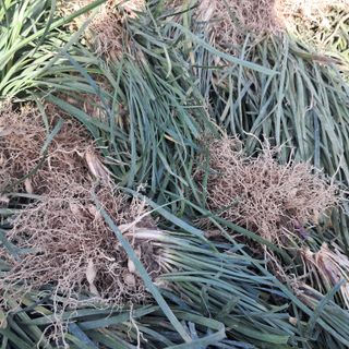 이은화님의 기타작물 · 영농일지 작성글 사진