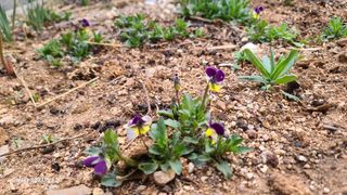 영월산지기148님의 자유주제 · 자유게시판 작성글 사진