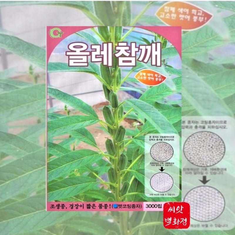 대산농사대장님의 장터 판매 상품 [조생종참깨 40일참깨 /3000립 올레참깨 경장이 짧은 품종 참깨씨앗] 첨부 사진