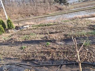 선이랑순이랑님의 파 · 영농일지 작성글 사진