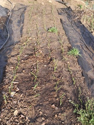 선이랑순이랑님의 파 · 영농일지 작성글 사진