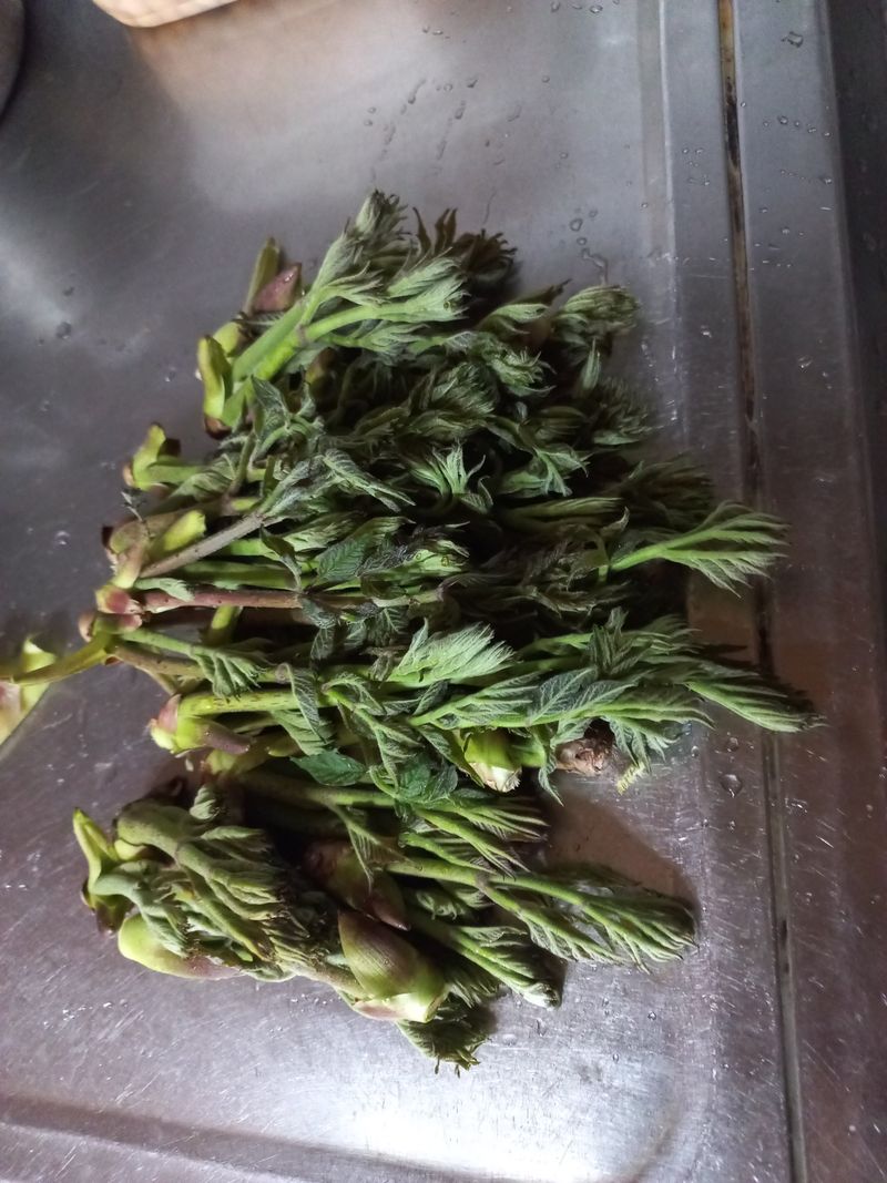 장터 상품 [참두릅] 썸네일