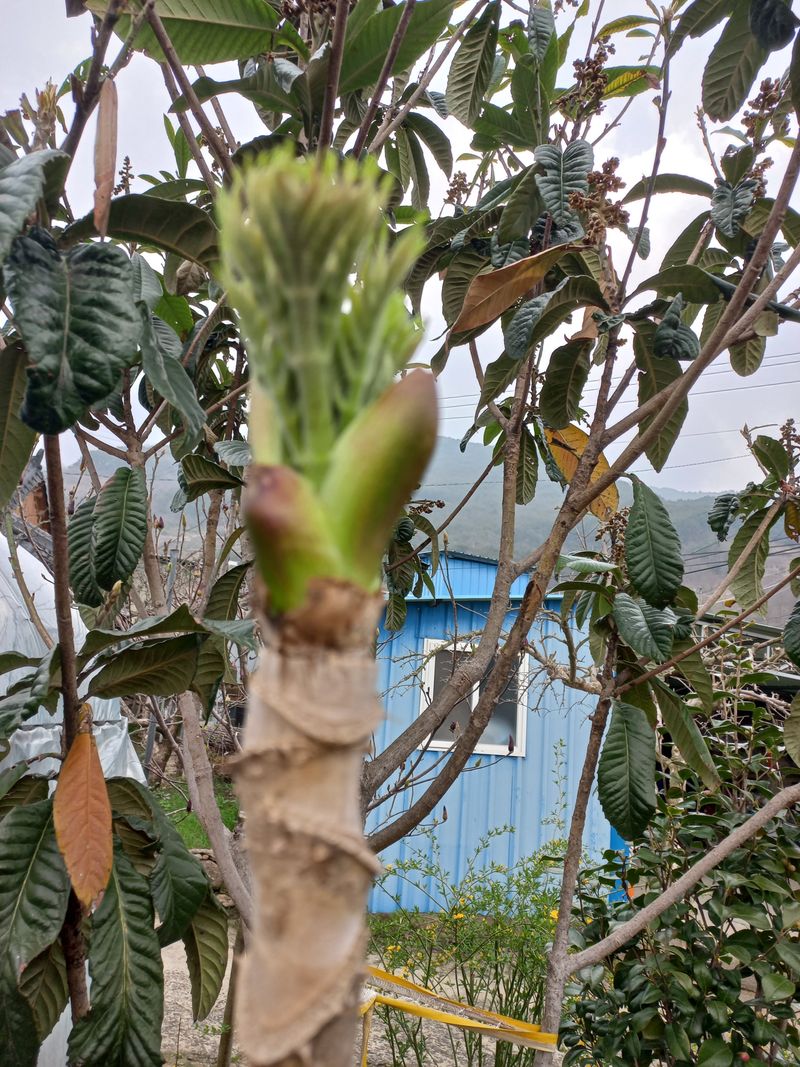 고구마13319님의 장터 판매 상품 [참두릅] 첨부 사진