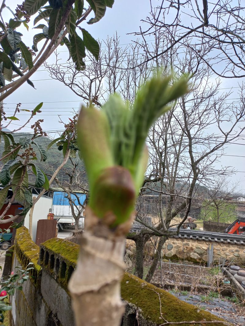 고구마13319님의 장터 판매 상품 [참두릅] 첨부 사진