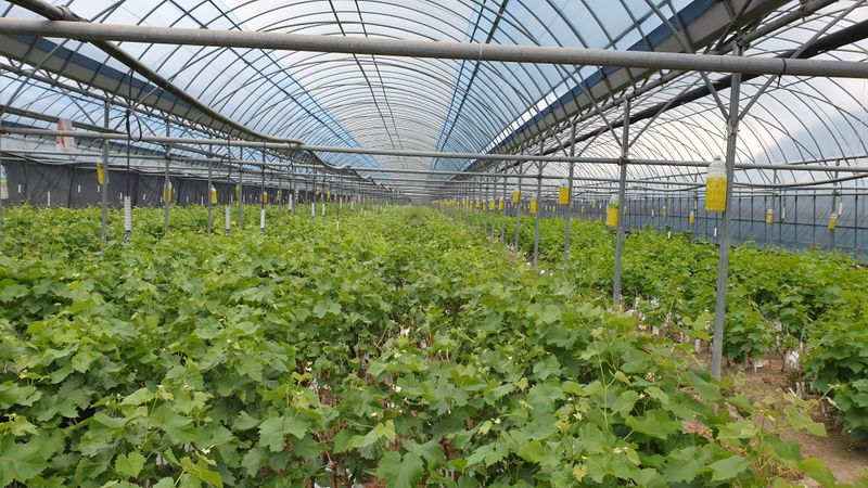 도기백님의 장터 판매 상품 [샤인머스켓접목묘(SO4)] 첨부 사진