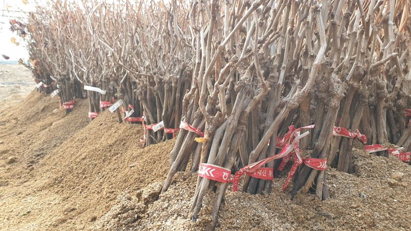 도기백님의 장터 판매 상품 [샤인머스켓접목묘(SO4)] 첨부 사진