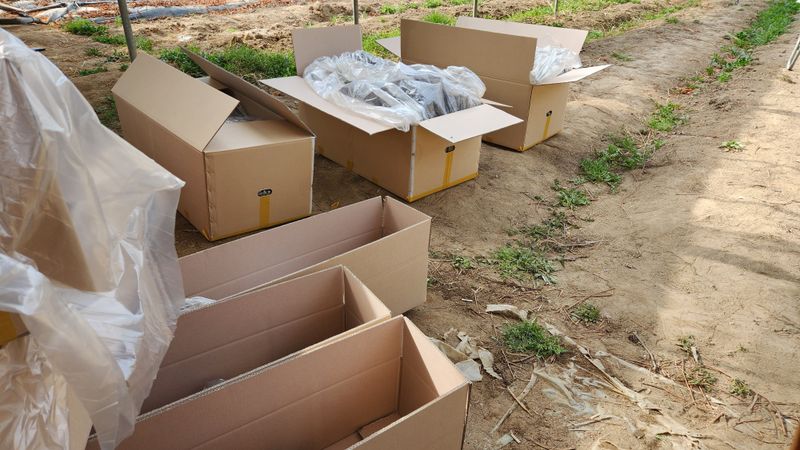 도기백님의 장터 판매 상품 [샤인머스켓접목묘(SO4)] 첨부 사진