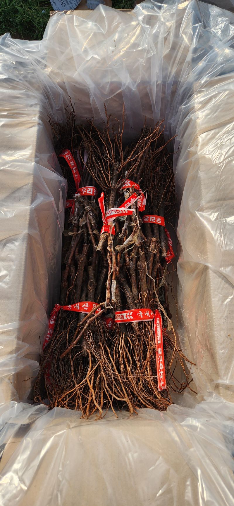 도기백님의 장터 판매 상품 [샤인머스켓접목묘(SO4)] 첨부 사진