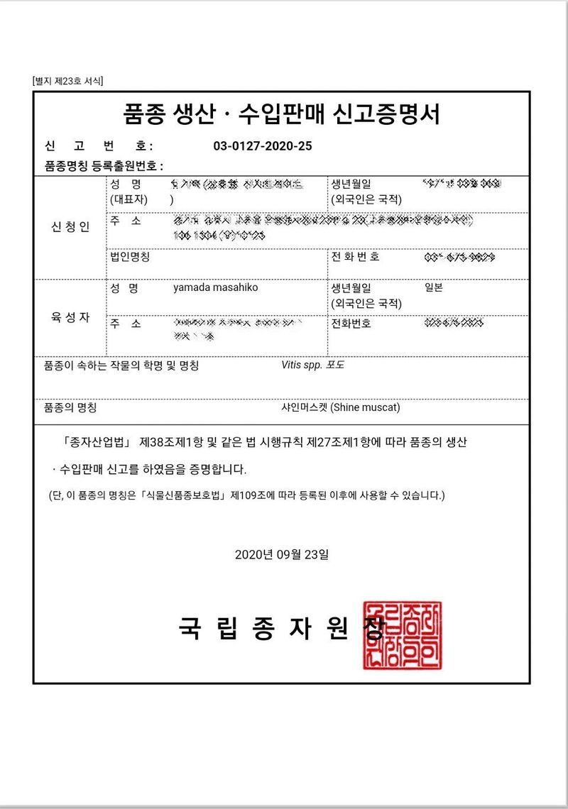 도기백님의 장터 판매 상품 [샤인머스켓접목묘(SO4)] 첨부 사진