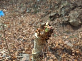이상헌님의 4월 내 작물 자랑하기 · 참여글 작성글 사진