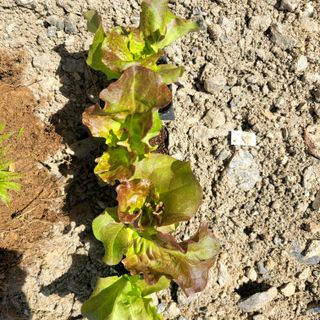 행복농장아다나님의 자유주제 · 자유게시판 작성글 사진