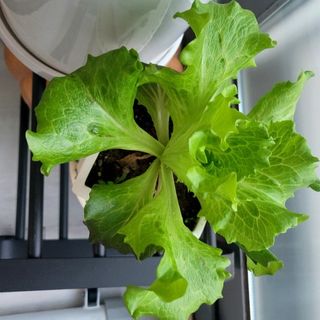 행복농장아다나님의 자유주제 · 자유게시판 작성글 사진