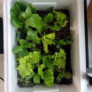 행복농장아다나님의 자유주제 · 자유게시판 작성글 사진