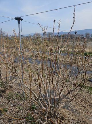 김성현님의 블루베리 · 영농일지 작성글 사진