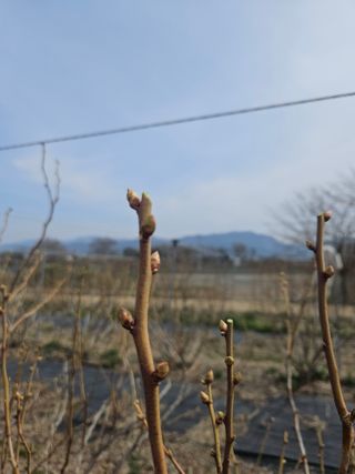 김성현님의 블루베리 · 영농일지 작성글 사진