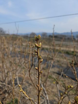 김성현님의 블루베리 · 영농일지 작성글 사진