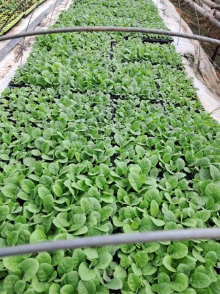 천년의사랑님의 자유주제 · 자유게시판 작성글 사진