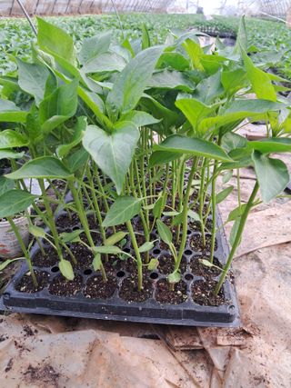 천년의사랑님의 자유주제 · 자유게시판 작성글 사진