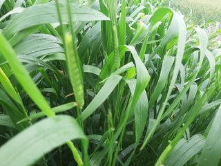 이성근님의 선도농가에 선정된 소감은? · 참여글 작성글 사진