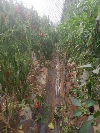 이현주님의 호박 · 자유게시판 작성글 사진