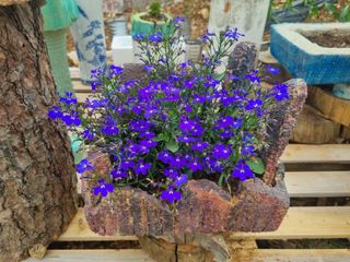 정직교님의 4월 내 작물 자랑하기 · 참여글 작성글 사진