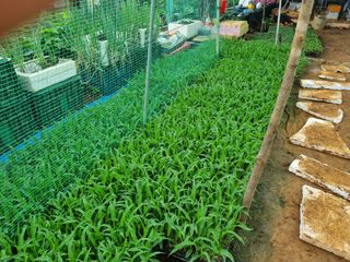 정직교님의 4월 내 작물 자랑하기 · 참여글 작성글 사진