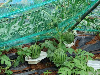 정직교님의 4월 내 작물 자랑하기 · 참여글 작성글 사진