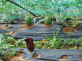 정직교님의 4월 내 작물 자랑하기 · 참여글 작성글 사진