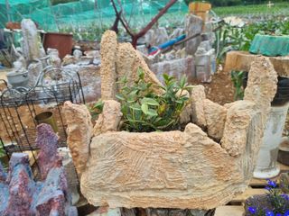 정직교님의 4월 내 작물 자랑하기 · 참여글 작성글 사진