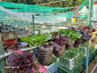 정직교님의 4월 내 작물 자랑하기 · 참여글 작성글 사진