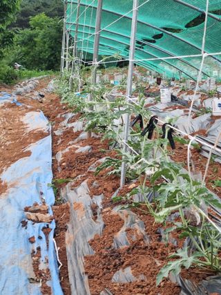 정직교님의 4월 내 작물 자랑하기 · 참여글 작성글 사진