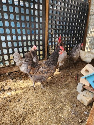 권지연.옥천.님의 자유주제 · 자유게시판 작성글 사진